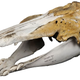 The hybrid skull.